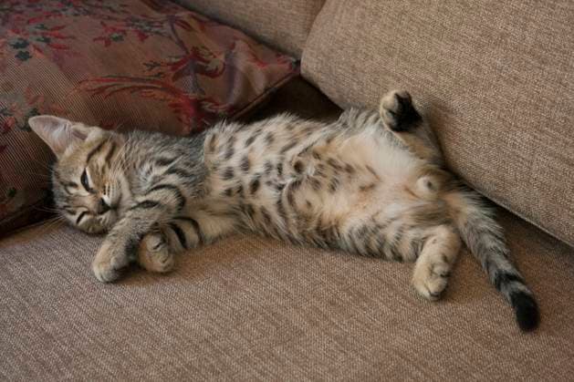 IMAGO Creative, Winter, Couching Cute kitten asleep on couch A tabby cat is lying on its back on a brown couch, with one of its paws playfully bent and its belly exposed. West Auckland New Zealand evpe00432 Copyright: xConnectxImagesx