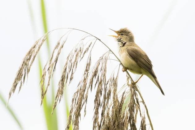 A reed warbler (Acrocephalus scirpaceus) sits on a reed frond and sings against a light-coloured background, Hesse, Germany, Europe *** a Reed Warbler Acrocephalus scirpaceus sits ON a Reed frond and Sings against a Light Coloured background, Hesse, Germany, Europe Copyright: imageBROKER WilfriedxMartin ibxwma10690106.jpg