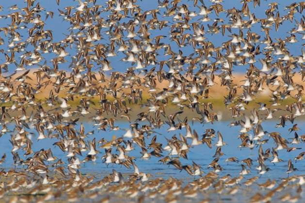 Alpenstrandlaeufer, Alpen-Strandlaeufer (Calidris alpina), auffliegender Schwarm, Seitenansicht, Kuwait dunlin (Calidris alpina), flying up flock, side view, Kuwait, Doha BLWS710344 *** Alpine beach shore, Alps Strandlaeufer Calidris Alpina , Auffliegender Swarm, Side view, Kuwait dunlin Calidris Alpina , Flying up flock, Side view, Kuwait, Doha BLWS710344 Copyright: xblickwinkel AGAMI D.xOcchiatox
