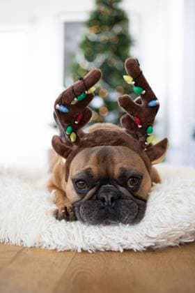 Frenchie dons light up reindeer antlers in front of a Christmas tree. Ventura, California, United States CR_RMAU240404-1372852-01 ,model released, Symbolfoto