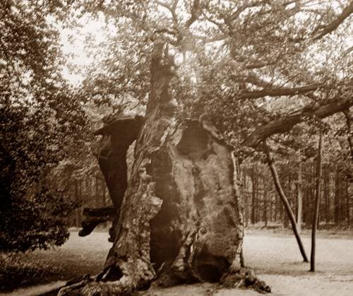 RECORD DATE NOT STATED The Shambles Oak, Sherwood Forest The Shambles Oak, Sherwood Forest, Victorian period Date: late 19th century  Copyright: Copyrightx(c)Geminix2023.xCredit:xGemini 14019080