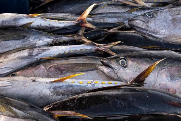 Yellow Fin Tuna (Thunnus albacares), local Fishing Industry catch, Santa Maria, Sal, Cape Verde Islands, Atlantic, Africa Copyright: AlanxNovelli 1353-644