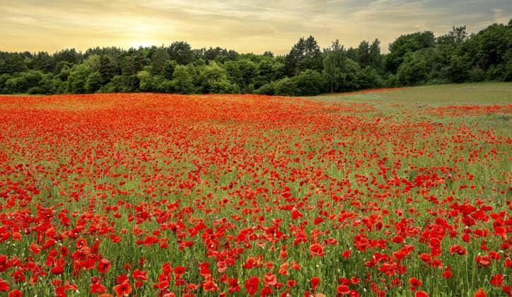 Meadow with poppy, Papaver rhoeas, Bernau, Brandenburg, Germany, Europe *** Meadow With poppy, Papaver rhoeas, Bernau, Brandenburg, Germany, Europe Copyright: imageBROKER Karl-HeinzxSpremberg iblkhs10732205.jpg