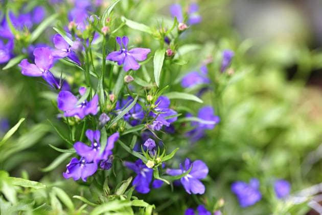 Sommerblumen zur Blütezeit Das Männertreu, auch als Lobelie bekannt, zur Blütezeit im Sommer *** Summer flowers in bloom Mens lobelia, also known as lobelia, in bloom in summer