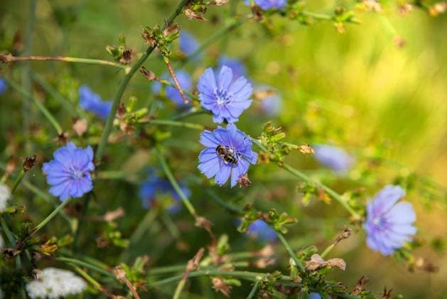 Chicory with a bee. Cichorium intybus Chicory with a bee. Cichorium intybus Copyright: xZoonar.com OttoxxPleskax 20584539