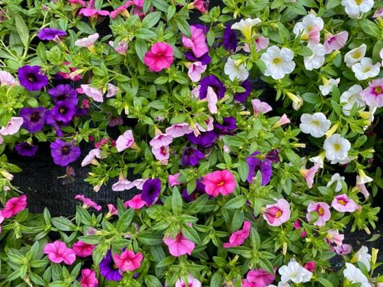 05.06.2024, Deutschland, NRW, Pflanzen, Balkonpflanzen, Gartenpflanzen, Verschiedenfarbige Petunien, Petunie, Deutschland *** 05 06 2024, Germany, NRW, plants, balcony plants, garden plants, different colored petunias, petunia, Germany Copyright: xD.xKerlekin SnowfieldxPhotographyx SF050624PetunienD
