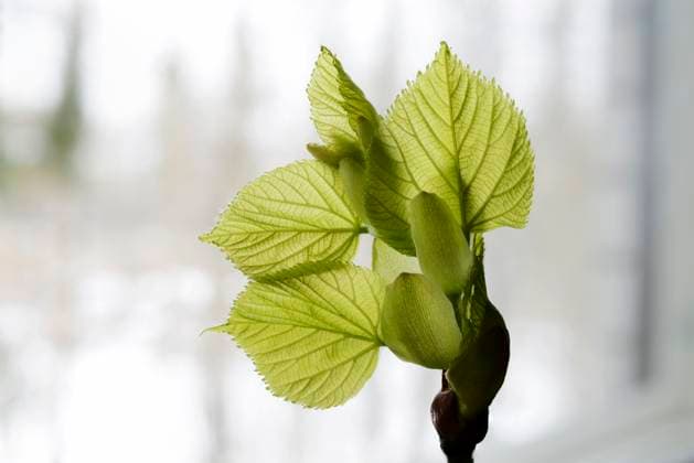 linden tree leaf bud emerging and opening linden tree leaf bud emerging and opening on neutral background Copyright: xZoonar.com MIKHAILxOLYKAYNENx 21631251