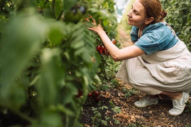 IMAGO Creative: Garten, Anbau im Gewächshaus Closeup of a young attractive female farmer checking the ripe fruits of black tomatoes Closeup of a young attractive female farmer checking the ripe fruits of black tomatoes. A smiling charming woman in casual clothes works on an agricultural farm. Harvest time at the tomato plantation. ,model released, Symbolfoto Copyright: xZoonar.com DashaxPetrenkox 21634382 ,model released, Symbolfoto ,property released