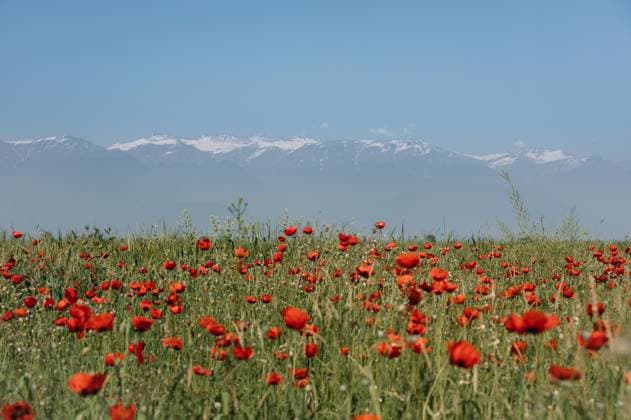 Creative Highlights World Poppy field and Caucasian mountains in Kakheti region, Georgia Lagodekhi, Kakheti, Georgia R_SJWS240606-1446215-01