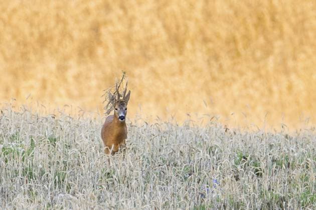 European roe deer (Capreolus capreolus) buck, male with twig stuck in its antlers during the rut in wheat field, cornfield in summer *** European Roe Deer Capreolus Capreolus buck, Male With twig Stuck in its Antlers during The Ruth in Wheat field, Cornfield in Summer Copyright: imageBROKER alimdix xArterrax xS ibltsm10753257.jpg RECORD DATE NOT STATED