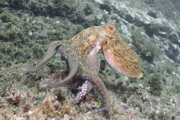 Creative Highlights World Common Octopus (Octopus vulgaris), common octopus, on a rock under water. Dive site Marine protected area Cap de Creus, Rosas, Costa Brava, Spain, Mediterranean Sea, Europe *** Common Octopus Octopus vulgaris , Common octopus, ON a Rock Under Water Dive Site Navy Protected Area Cap de Creus, Rosas, Costa Brava, Spain, Mediterranean Sea, Europe Copyright: imageBROKER RolfxvonxRiedmatten ibxrvo10747420.jpg