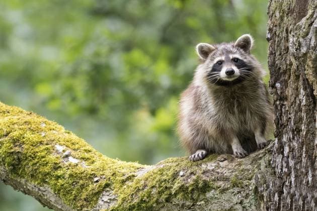 An adult raccoon (Procyon lotor), fawn, sitting on a mossy tree branch in a green forest, Hesse, Germany, Europe *** to Adult Raccoon Procyon lotor , fawn, Sitting ON a Mossy Tree Branch in a Green forest, Hesse, Germany, Europe Copyright: imageBROKER WilfriedxMartin ibxwma10728853.jpg