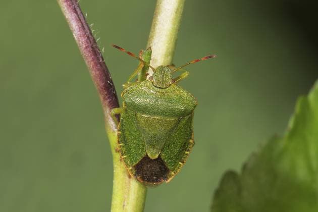 Creative Highlights World Green shield bug (Palomena prasina) sitting on a plant stem, Baden-Württemberg, Germany, Europe *** Green Shield Bug Palomena prasina Sitting ON a plant stem, Bathing Württemberg, Germany, Europe Copyright: imageBROKER HansxLang ibxhlu10761561.jpg