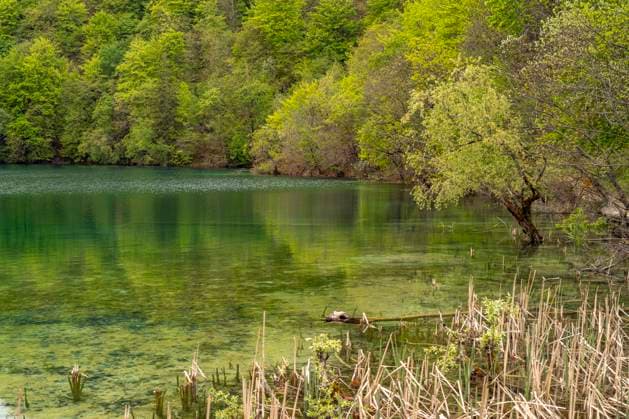 Plitvicer Seen See im Nationalpark Plitvicer Seen, Kroatien, Europa Lake of the Plitvice Lakes National Park, Croatia, Europe *** Plitvice Lakes Lake in Plitvice Lakes National Park, Croatia, Europe Lake of the Plitvice Lakes National Park, Croatia, Europe
