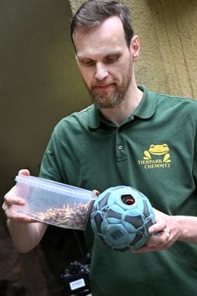 Traditionelles Fußball-Orakel im Tierpark Chemnitz Zur Fußball-Europameisterschaft 2024 der Männer vom 14. Juni bis zum 14. Juli, die dieses Mal in Deutschland ausgerichtet wird, werden die Ergebnisse der deutschen Mannschaft wieder von verschiedenen Tieren im Tierpark Chemnitz orakelt. Heute versuchten die Erdmännchen mittel präparierten Ball von Tierparkpädagoge Jan Klösters, den Ausgang des Eröffnungsspiels Deutschland gegen Schottland am Freitag vorherzusagen und Glück zu bringen.Nach Erdmännchenorakel hatte hatte Deutschland mit 1:0 die Nase vorn. Die Ergebnisse der beiden weiteren Vorrundenspiele von Deutschland (Deutschland gegen Ungarn am 19. Juni und Deutschland gegen die Schweiz am 23. Juni) werden in der kommenden Wo WM-Orakel_0011206-24_20240612
