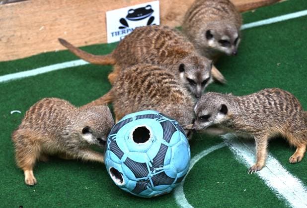 Traditionelles Fußball-Orakel im Tierpark Chemnitz Zur Fußball-Europameisterschaft 2024 der Männer vom 14. Juni bis zum 14. Juli, die dieses Mal in Deutschland ausgerichtet wird, werden die Ergebnisse der deutschen Mannschaft wieder von verschiedenen Tieren im Tierpark Chemnitz orakelt. Heute versuchten die Erdmännchen mittel präparierten Ball von Tierparkpädagoge Jan Klösters, den Ausgang des Eröffnungsspiels Deutschland gegen Schottland am Freitag vorherzusagen und Glück zu bringen.Nach Erdmännchenorakel hatte hatte Deutschland mit 1:0 die Nase vorn. Die Ergebnisse der beiden weiteren Vorrundenspiele von Deutschland (Deutschland gegen Ungarn am 19. Juni und Deutschland gegen die Schweiz am 23. Juni) werden in der kommenden Woche orakel WM-Orakel_0051206-24_20240612