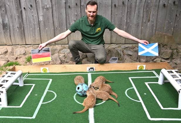 Traditionelles Fußball-Orakel im Tierpark Chemnitz Zur Fußball-Europameisterschaft 2024 der Männer vom 14. Juni bis zum 14. Juli, die dieses Mal in Deutschland ausgerichtet wird, werden die Ergebnisse der deutschen Mannschaft wieder von verschiedenen Tieren im Tierpark Chemnitz orakelt. Heute versuchten die Erdmännchen mittel präparierten Ball von Tierparkpädagoge Jan Klösters, den Ausgang des Eröffnungsspiels Deutschland gegen Schottland am Freitag vorherzusagen und Glück zu bringen.Nach Erdmännchenorakel hatte hatte Deutschland mit 1:0 die Nase vorn. Die Ergebnisse der beiden weiteren Vorrundenspiele von Deutschland (Deutschland gegen Ungarn am 19. Juni und Deutschland gegen die Schweiz am 23. Juni) werden in der kommenden Woche orakel WM-Orakel_0101206-24_20240612