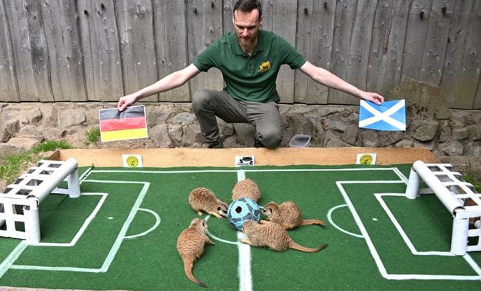 Traditionelles Fußball-Orakel im Tierpark Chemnitz Zur Fußball-Europameisterschaft 2024 der Männer vom 14. Juni bis zum 14. Juli, die dieses Mal in Deutschland ausgerichtet wird, werden die Ergebnisse der deutschen Mannschaft wieder von verschiedenen Tieren im Tierpark Chemnitz orakelt. Heute versuchten die Erdmännchen mittel präparierten Ball von Tierparkpädagoge Jan Klösters, den Ausgang des Eröffnungsspiels Deutschland gegen Schottland am Freitag vorherzusagen und Glück zu bringen.Nach Erdmännchenorakel hatte hatte Deutschland mit 1:0 die Nase vorn. Die Ergebnisse der beiden weiteren Vorrundenspiele von Deutschland (Deutschland gegen Ungarn am 19. Juni und Deutschland gegen die Schweiz am 23. Juni) werden in der kommenden Woche orakel WM-Orakel_0131206-24_20240612