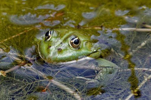 A close-up of a green frog in a pond surrounded by aquatic plants 24827664 RECORD DATE NOT STATED