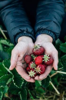 Creative Highlights Symbolbilder A close-up view of a cropped unrecognizable farmer s hands holding a bunch of ripe strawberries against a backdrop of green foliage. Model Released LauraZamora_ID21922_642308_032 Copyright: xLauraxZamorax
