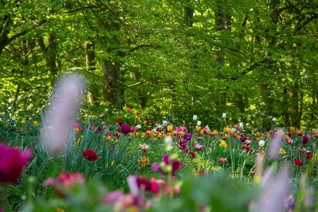 Lush spring meadow blooming with colorful tulips and wildflowers, framed by verdant forest trees. Model Released LauraZamora_ID21922_642337_052 Copyright: xLauraxZamorax