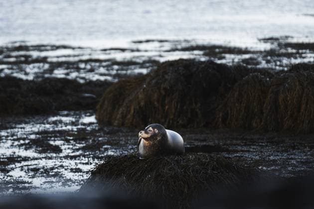 Creative Highlights World A serene seal basks peacefully atop seaweed-strewn rocks, backed by the calm seas of Snaefellsnes Peninsula, Iceland Model Released PabloMenendez_ID21055_620615_019 Copyright: xPabloxMenendezx