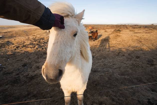 A close-up shot of a person petting a white Icelandic horse, set against a desolate backdrop typical of Iceland s Snaefellsnes Peninsula and Westman Islands Model Released PabloMenendez_ID21055_620676_039 Copyright: xPabloxMenendezx