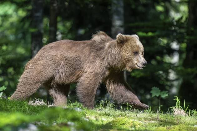 Creative Highlights World European brown bear (Ursus arctos arctos) in the forest, Notranjska region, Slovenia, Europe *** European Brown Bear Ursus arctos arctos in The forest, Notranjska region, Slovenia, Europe Copyright: imageBROKER RobertxHaasmann ibxroh10776592.jpg