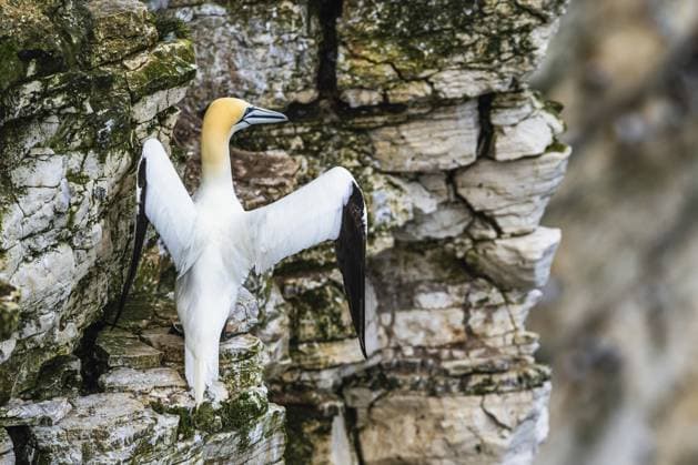 Creative Highlights World Northern Gannet, Morus bassanus, bird on the cliff, Bempton Cliffs, North Yorkshire, England, United Kingdom, Europe *** Northern Gannet, Morus bassanus, Bird ON The cliff, Bempton Cliffs, North Yorkshire, England, United Kingdom, Europe Copyright: imageBROKER MaciejxOlszewski ibxmao10785698.jpg