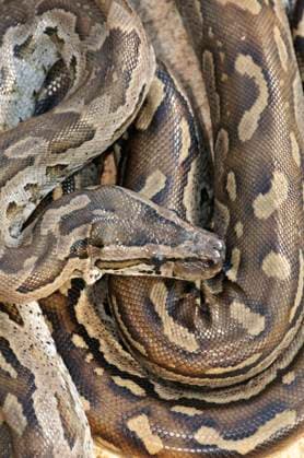 Southern African Rock Python (Python nat.......... Southern African Rock Python (Python natalensis), Kruger National Park, Limpopo Province, South Africa,  Copyright: xAndreax&xAntonellaxFerrarix xAvalonx 0544313626