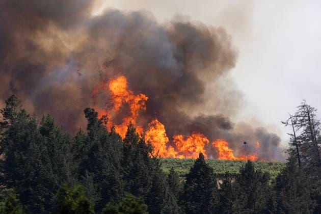 News Themen der Woche KW24 News Bilder des Tages Flames of the Point Fire race through a vineyard west of Geyserville, California on Sunday, June 16, 2024. Fast-moving wildfires, pushed by high winds, hit dry landscapes forcing evacuations as California enters the fire season.  SFP2024061603 PETERxDASILVA