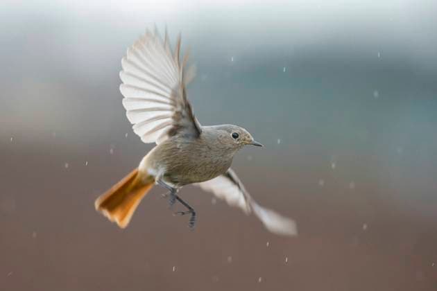 Hausrotschwanz, Haus-Rotschwanz (Phoenicurus ochruros), fliegendes Weibchen im Regen, Italien, Toskana black redstart (Phoenicurus ochruros), flying female in the rain, Italy, Tuscany, Piana fiorentina; Stagno di Pere, Firenze BLWS710841 *** Black redstart, House Rotschwanz Phoenicurus ochruros , Flying Female at Rain, Italy, Tuscany Black redstart Phoenicurus ochruros , Flying Female in The rain, Italy, Tuscany, Piana Fiorentina Stagno Tue Pere, Firenze BLWS710841 Copyright: xblickwinkel AGAMI D.xOcchiatox