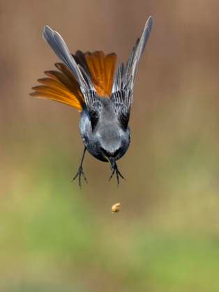 Creative Highlights World Hausrotschwanz, Haus-Rotschwanz (Phoenicurus ochruros), Maennchen faellt im Flug Futter aus dem Schnabel, Italien, Toskana black redstart (Phoenicurus ochruros), male drops food from its beak while flying, Italy, Tuscany BLWS710862 *** Black redstart, House Rotschwanz Phoenicurus ochruros , Men falls at Flight Chuck from the Schnabel, Italy, Tuscany Black redstart Phoenicurus ochruros , Male Drops Food from its Beak while flying, Italy, Tuscany BLWS710862 Copyright: xblickwinkel AGAMI D.xOcchiatox