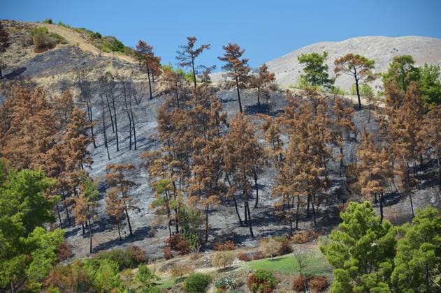 Creative Highlights World Burnt trees cover a hillside in the middle of nature, forest fires, summer 2023, forest fire damage, Lardos-Laerma road, Rhodes, Dodecanese, Greek Islands, Greece, Europe *** Burnt Trees Cover a Hillside in The Middle of nature, Forest fires, Summer 2023, Forest Fire damage, Lardos Laerma road, Rhodes, Dodecanese, Greek Iceland, Greece, Europe Copyright: imageBROKER RalfxAdler ibxraa10799575.jpg