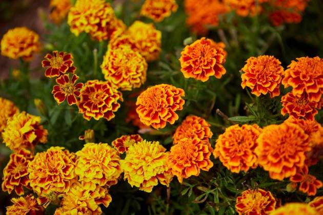 Close-up of Marigold flower blossom in garden Thai Dong, Phetchabun, Thailand R_GXKV240618D-1465779-01