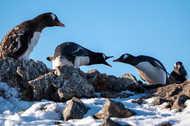 Creative Highlights World Gentoo pengins in Antarctica. Wildlife Vernadsky Research Base, Antarctica R_HYVK240618-1459112-01