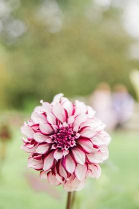 Close-up of a pink dahlia flower with a green, blurred background Boylston, Massachusetts, United States R_XRKW240618CE-1466072-01