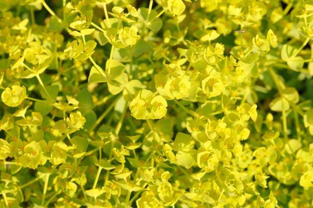 Saat-Wolfsmilch, Saatwolfsmilch (Euphorbia segetalis), bluehend, Albanien Grainfield spurge (Euphorbia segetalis), blooming, Albania BLWS711091 *** Seeds Spurge, Seed spurge Euphorbia segetalis , blueing, Albania grainfield spurge Euphorbia segetalis , blooming, Albania BLWS711091 Copyright: xblickwinkel F.xHeckerx