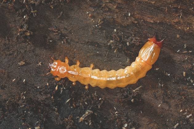 Creative Highlights World Scharlachroter Feuerkaefer, Feuerfliege, Feuerfliege-Kaefer, Feuerfliegekaefer (Pyrochroa coccinea), Larve unter der Rinde von Totholz, Deutschland Scarlet fire beetle, Cardinal beetle (Pyrochroa coccinea), Larva under the bark of dead wood, Germany BLWS711094 *** Scharlachroter Feuerkaefer, Firefly, Fire fly Kaefer, Feuerfliegekaefer Pyrochroa coccinea , Larva at the Bark from Deadwood, Germany Scarlet Fire beetle, Cardinal Beetle Pyrochroa coccinea , larva Under The Bark of Dead wood, Germany BLWS711094 Copyright: xblickwinkel F.xHeckerx