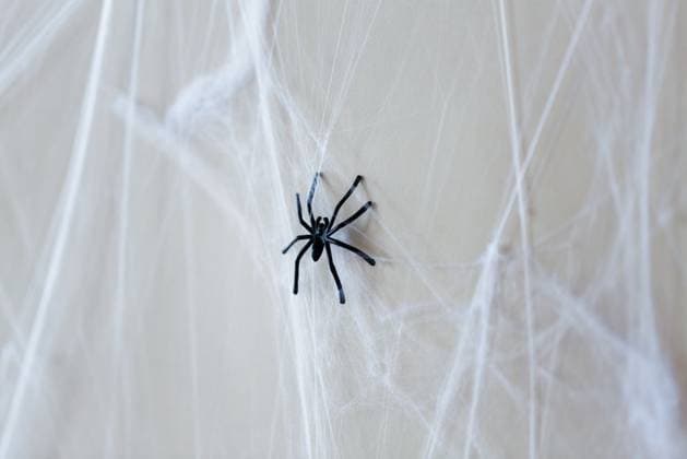halloween, decoration and scary concept - black toy spider on artificial cobweb. halloween decoration of black toy spider on cobweb ,model released, Symbolfoto; halloween, Dekoration und furchterregend Konzept Schwarz Spielware Spinne am künstliche Spinnengewebe halloween Dekoration des Schwarz Spielware Spinne am Spinnengewebe ,model released, Symbolfoto ING_33594_227715