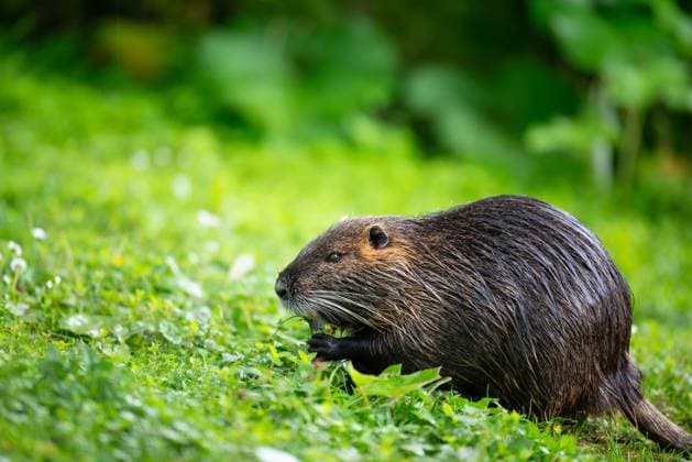 Nutria, coypu herbivorous, semiaquatic rodent member of the family Myocastoridae on the meadow, baby animals, habintant wetlands, river rat Nutria, coypu herbivorous, semiaquatic rodent member of the family Myocastoridae on the meadow, baby animals, habintant wetlands, river rat Copyright: xZoonar.com BeritxKesslerx 21747123