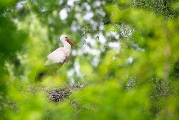 White storks on the nest surrounded by green trees, ciconia in spring, Oberhausen Heidelberg in Germany White storks on the nest surrounded by green trees, ciconia in spring, Oberhausen Heidelberg in Germany Copyright: xZoonar.com BeritxKesslerx 21772275