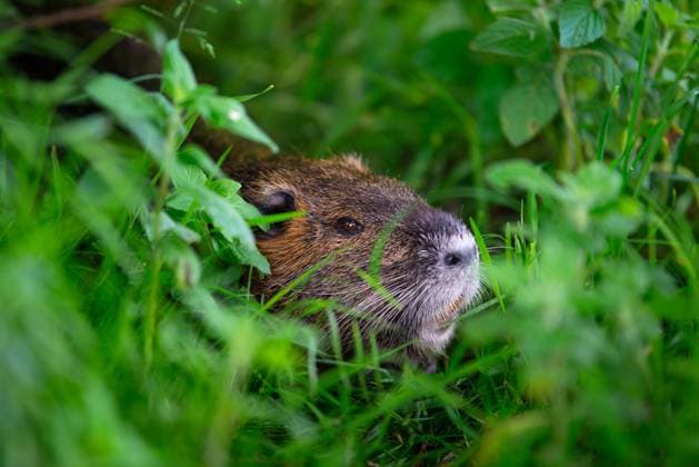 Nutria, coypu herbivorous, semiaquatic rodent member of the family Myocastoridae on the meadow, baby animals, habintant wetlands, river rat Nutria, coypu herbivorous, semiaquatic rodent member of the family Myocastoridae on the meadow, baby animals, habintant wetlands, river rat Copyright: xZoonar.com BeritxKesslerx 21772288