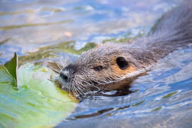 Nutria, coypu herbivorous, semiaquatic rodent family Myocastoridae swimming in the lake, animals, habintant wetlands, river rat Nutria, coypu herbivorous, semiaquatic rodent family Myocastoridae swimming in the lake, animals, habintant wetlands, river rat Copyright: xZoonar.com BeritxKesslerx 21785043