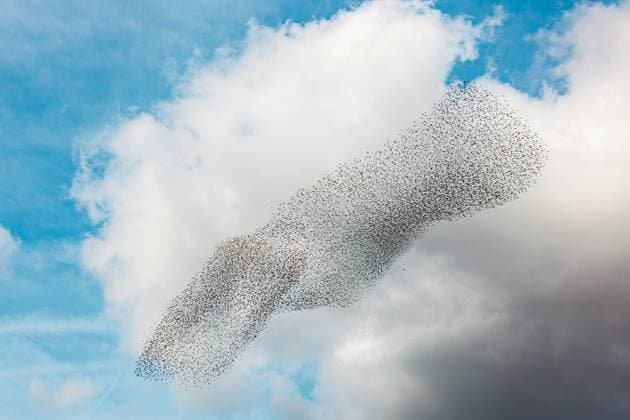 Murmurations of Starlings in day light. Flock of birds swarming against a blue cloud sky. Murmurations of Starlings in day light. Flock of birds swarming against a blue cloud sky. Copyright: xZoonar.com Smilla72!x 21769891