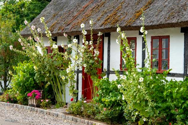 Ein altes weißes Fachwerkhaus mit Stockrosengarten Ein altes weißes Fachwerkhaus mit Stockrosengarten. An old white half-timbered house with a hollyhock garden. Copyright: xZoonar.com KirstenxWarnerx 21780302