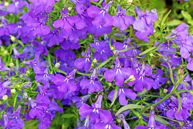 Sommerblumen zur Blütezeit Das Männertreu, auch als Lobelie bekannt, zur Blütezeit im Sommer *** Summer flowers in bloom Mens lobelia, also known as lobelia, in bloom in summer