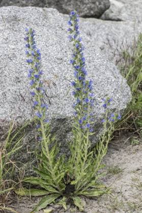 Vipers bugloss (Echium vulgare), Mecklenburg-Western Pomerania, Germany, Europe *** Vipers bugloss Echium vulgare , Mecklenburg Western Pomerania, Germany, Europe Copyright: imageBROKER ErhardxNerger ibxenh10815245.jpg