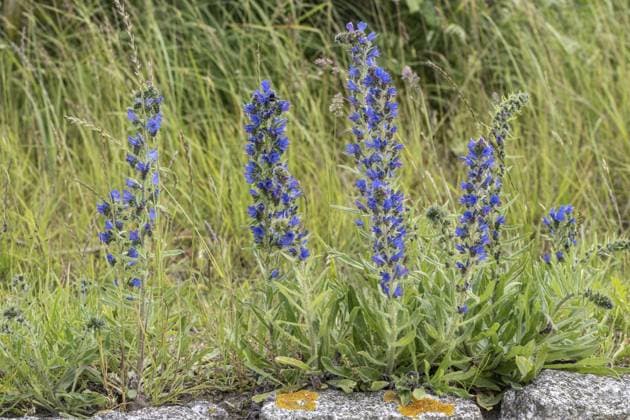 Vipers bugloss (Echium vulgare), Mecklenburg-Western Pomerania, Germany, Europe *** Vipers bugloss Echium vulgare , Mecklenburg Western Pomerania, Germany, Europe Copyright: imageBROKER ErhardxNerger ibxenh10815246.jpg