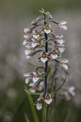 Marsh helleborine (Epipactis palustris), Emsland, Lower Saxony, Germany, Europe *** Marsh helleborine Epipactis palustris , Emsland, Lower Saxony, Germany, Europe Copyright: imageBROKER ErhardxNerger ibxenh10815578.jpg